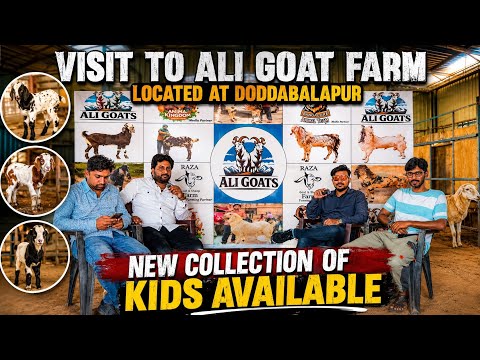 Visit to Ali Goat Farm | New stock of kids is available | Doddabalapur