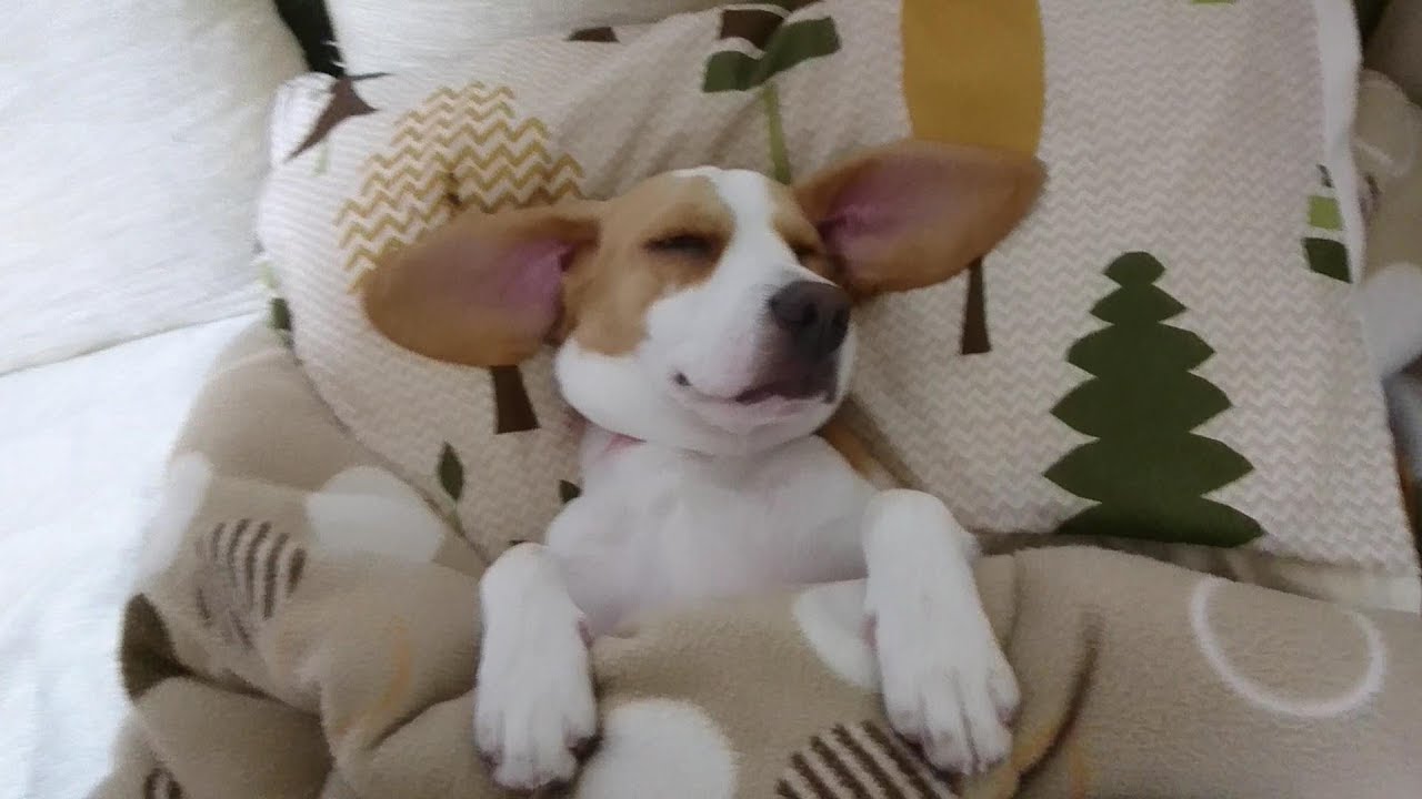 きょうのうぃるさん ビーグル犬 Beagle Dog 枕で寝る姿がかわいすぎ ｗ Youtube