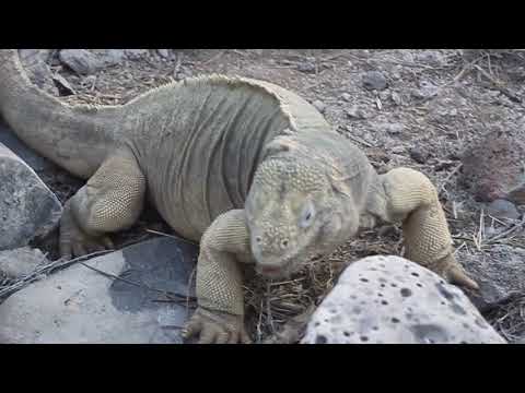 Video: Galapágy: To Je To, čo Hovoríte, Keď Sa Vrátite Domov