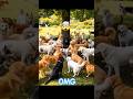 फोन उल्टा करो और देखो क्या होता है 😱 | Illusion Trick Dog 🐶 | #illusion #funny
