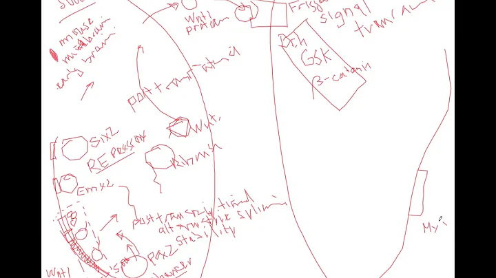 BIO409509 Wnt and Myc signaling pathway
