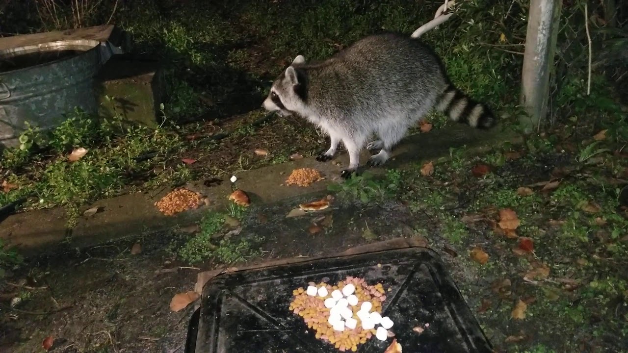 I Think We Have A Pregnant Raccoon (Yay)