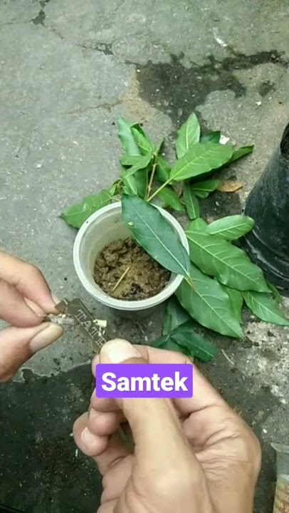 cara menanam pohon tin CARA SAMTEK (metode baru)