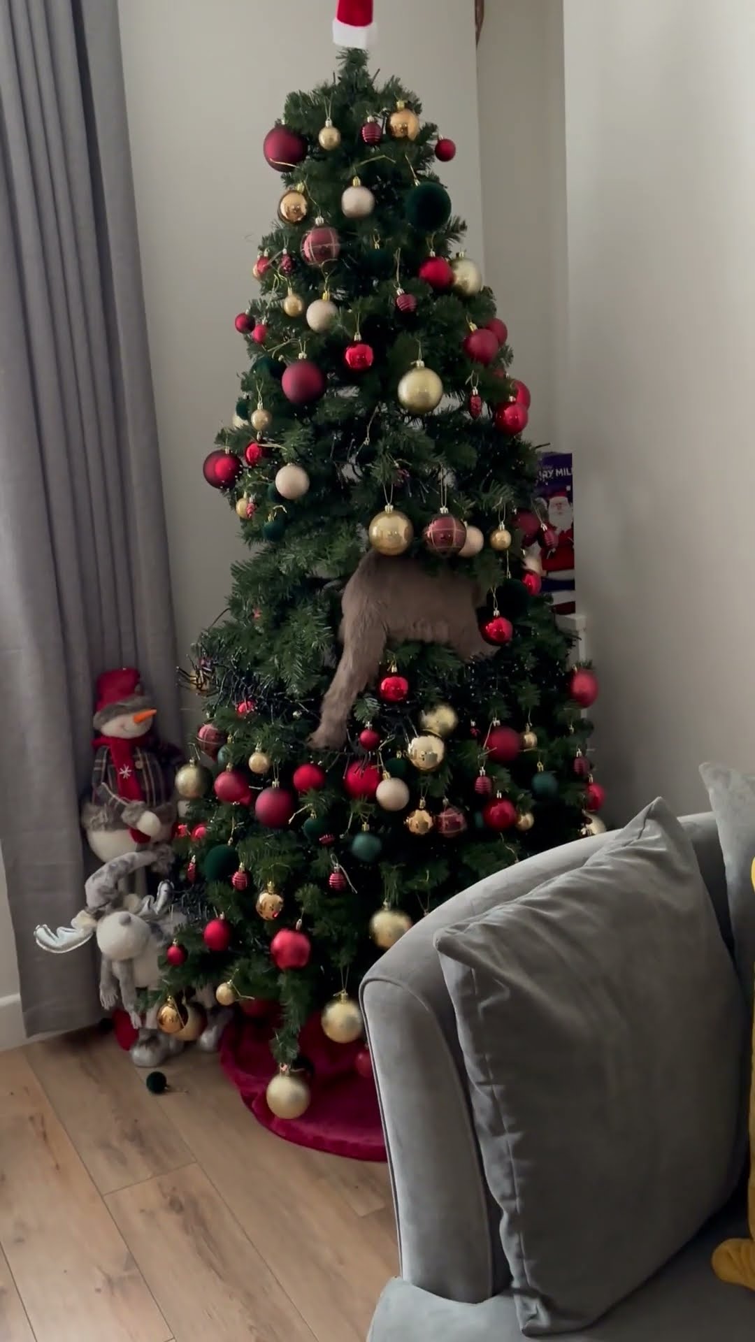 Cat Named Freddie Mercury Climbs Christmas Tree || ViralHog