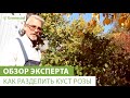 Как разделить куст розы