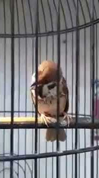 Burung gereja gacor josss