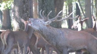 Deer rut and roaring  / Brame d'un cerf  / Espace Rambouillet, France