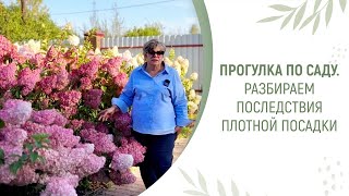 картинка: ПРОГУЛКА ПО САДУ. РАЗБИРАЕМ ПОСЛЕДСТВИЯ ПЛОТНОЙ ПОСАДКИ