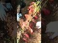 Harvesting large red sweet potatoes from the brown earth using a garden hoe and bare hands on a farm
