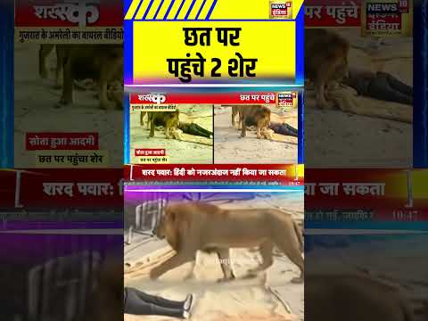 छत पर पहुंचे 2 शेर | Lion | #shorts