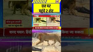 छत पर पहुंचे 2 शेर | Lion | #shorts