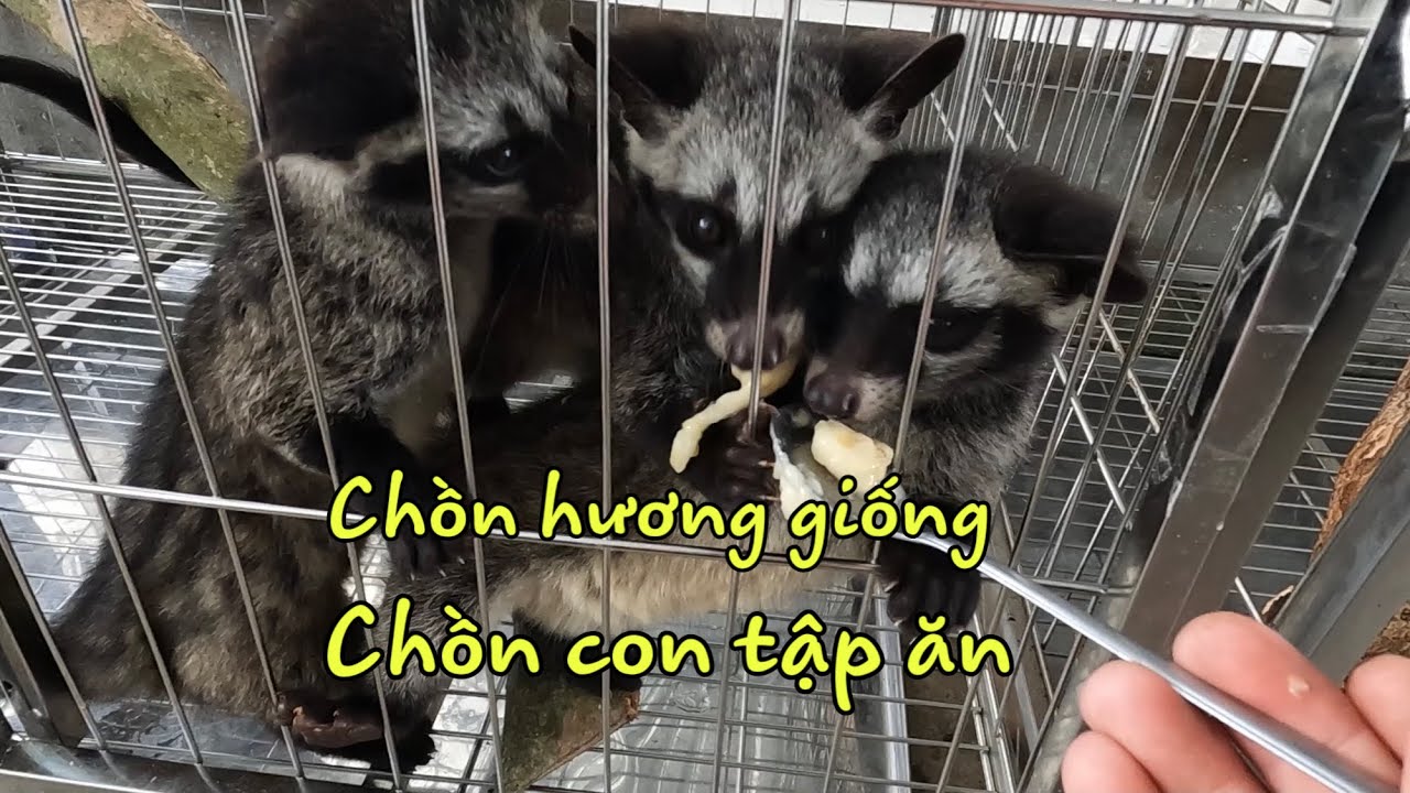 Chồn Hương Giống|Nuôi Chồn Hương Con Để Làm Thú Cưng Trong Nhà - YouTube