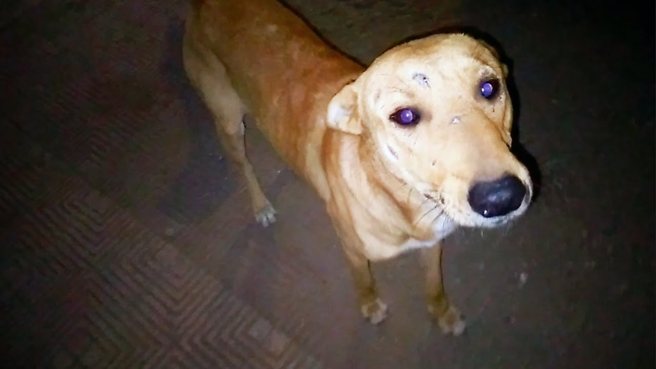 Starving Street Dogs Finally Get Food – Their Reaction Is Heartbreaking 😭🐕