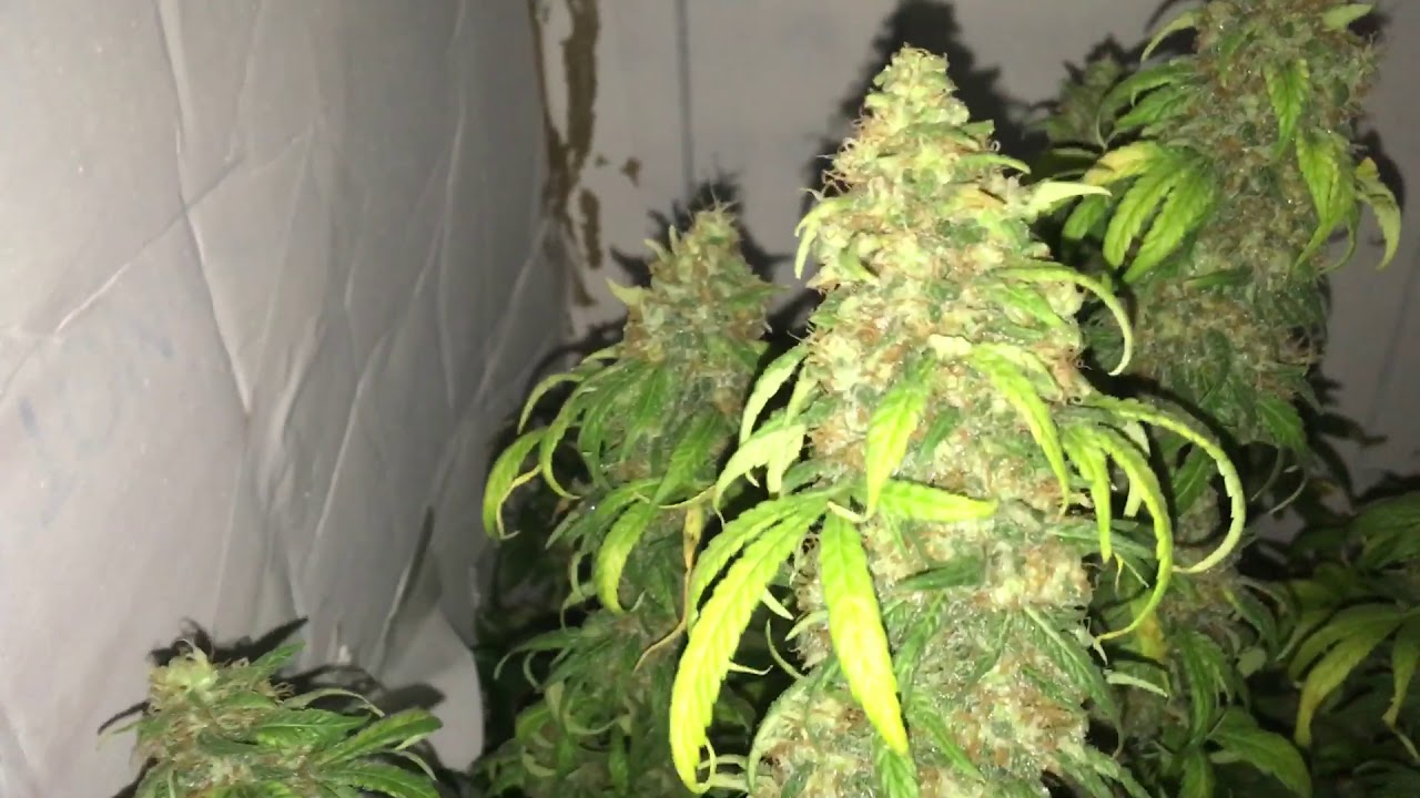 Harvest Day!! Jilly Bean and Nebula