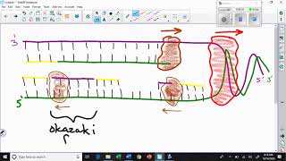 DNA Replication Part 2