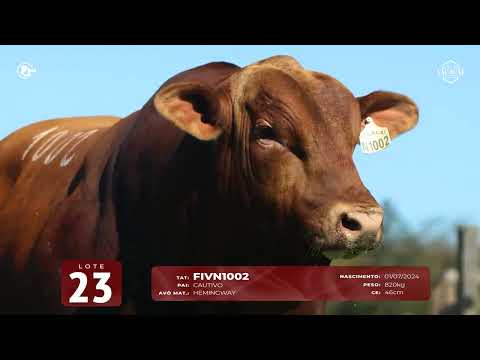 LOTE 23   TAT N1002 M Red Brangus