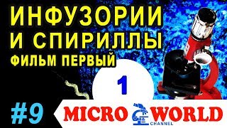 Инфузории и спириллы (фильм первый) - MICRO WORLD #9