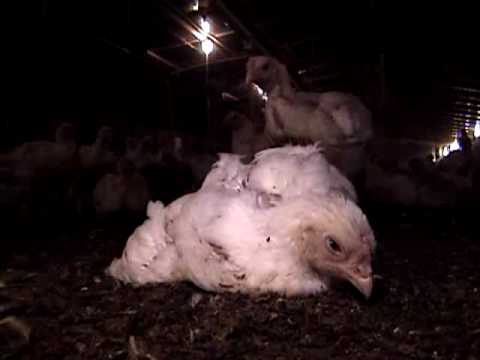 45 Days: The Life and Death of a Broiler Chicken