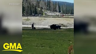 Man injured by bison in Yellowstone l GMA