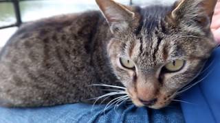 ベンチに人が来るのを待っているような野良猫
