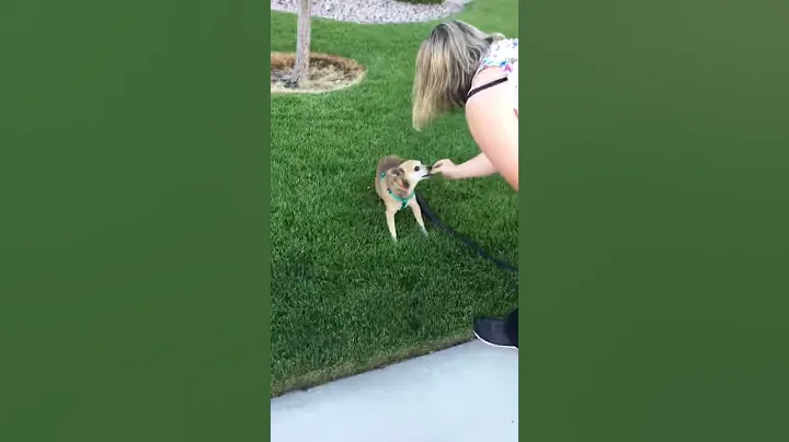 Lucky the senior rescue dog's first walk on leash ...