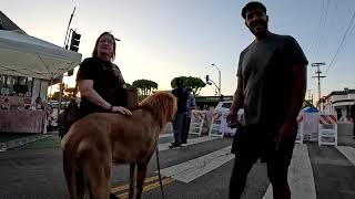 Cash 2.0 Great Dane Lion King at the Granada Hills Farmers Market