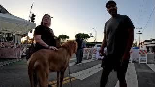 Cash 2.0 Great Dane Lion King at the Granada Hills Farmers Market