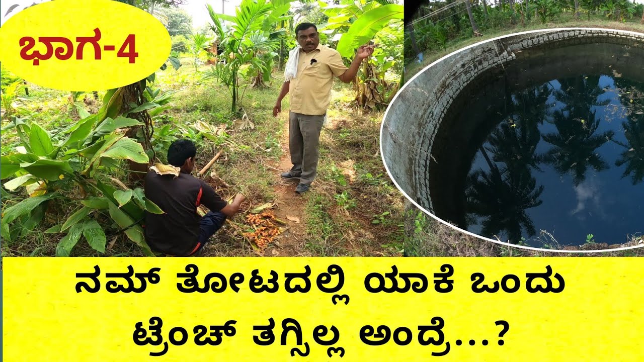 ತೆಂಗಿನ ತೋಟದಲ್ಲಿ ಸುವರ್ಣ ಗೆಡ್ಡೆ ಅರಿಶಿಣ ಶುಂಠಿ...ಹಾಕಿಕೊಂಡರೆ ಉತ್ತಮ ಲಾಭವಿರುತ್ತದೆ ಹಾಗೂ ತೆಂಗಿಗೂ ಔಷಧಿ ಗುಣಗಳು