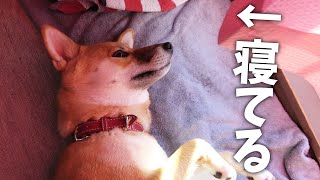 目を開けたまま寝る柴犬はこちらです