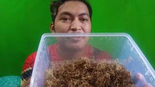 Cara Merawat  Kumbang  Tanduk / Capit