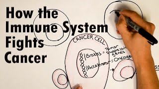 How does the immune system fight Cancer