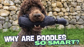 Why Are Poodles So Smart? 🧠✨