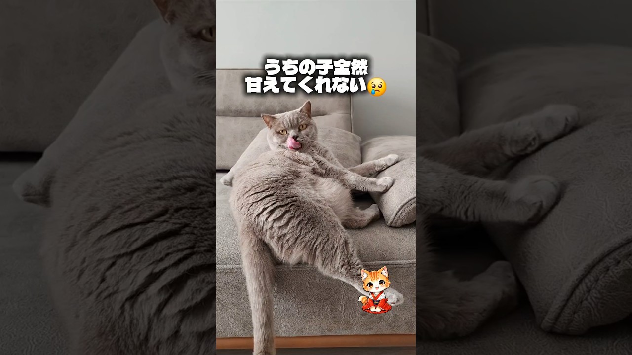 猫がおしり向けてくる…私、嫌われてるの? #猫のいる暮らし #スピリチュアル