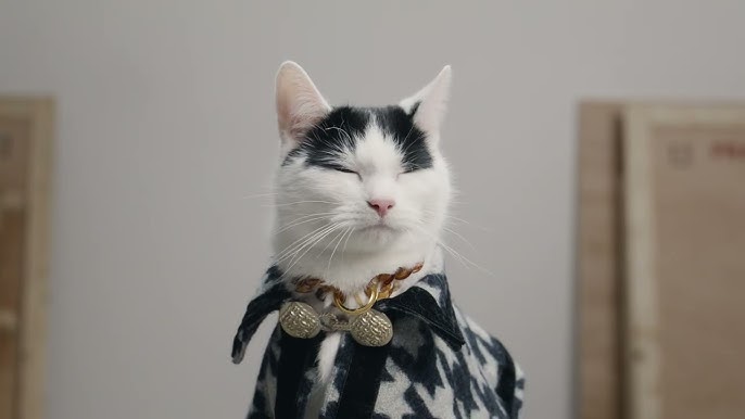 TEMPTATIONS -  SCAREDY CAT  on Vimeo