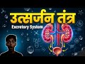 👉 उत्सर्जन तंत्र (Excretory System) | Human Excretory System in Hindi | SSC, रेलवे, UPSC Exam 2026
