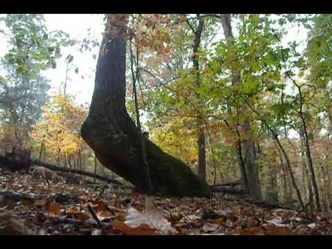 Misty day hike to Indian Trail Tree on Chattahoochee