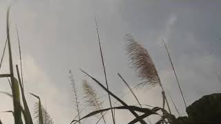 Video Profil Desa Ringinsari Kec. Sumbermanjing Wetan Kab. Malang 2018