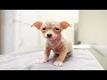 Adorable Hairless Puppy Comes To Shelter Asking For Nothing But Love