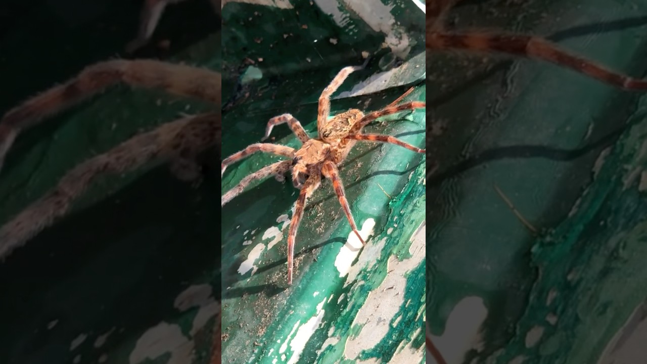 АРАХНОФОБИЯ Террор