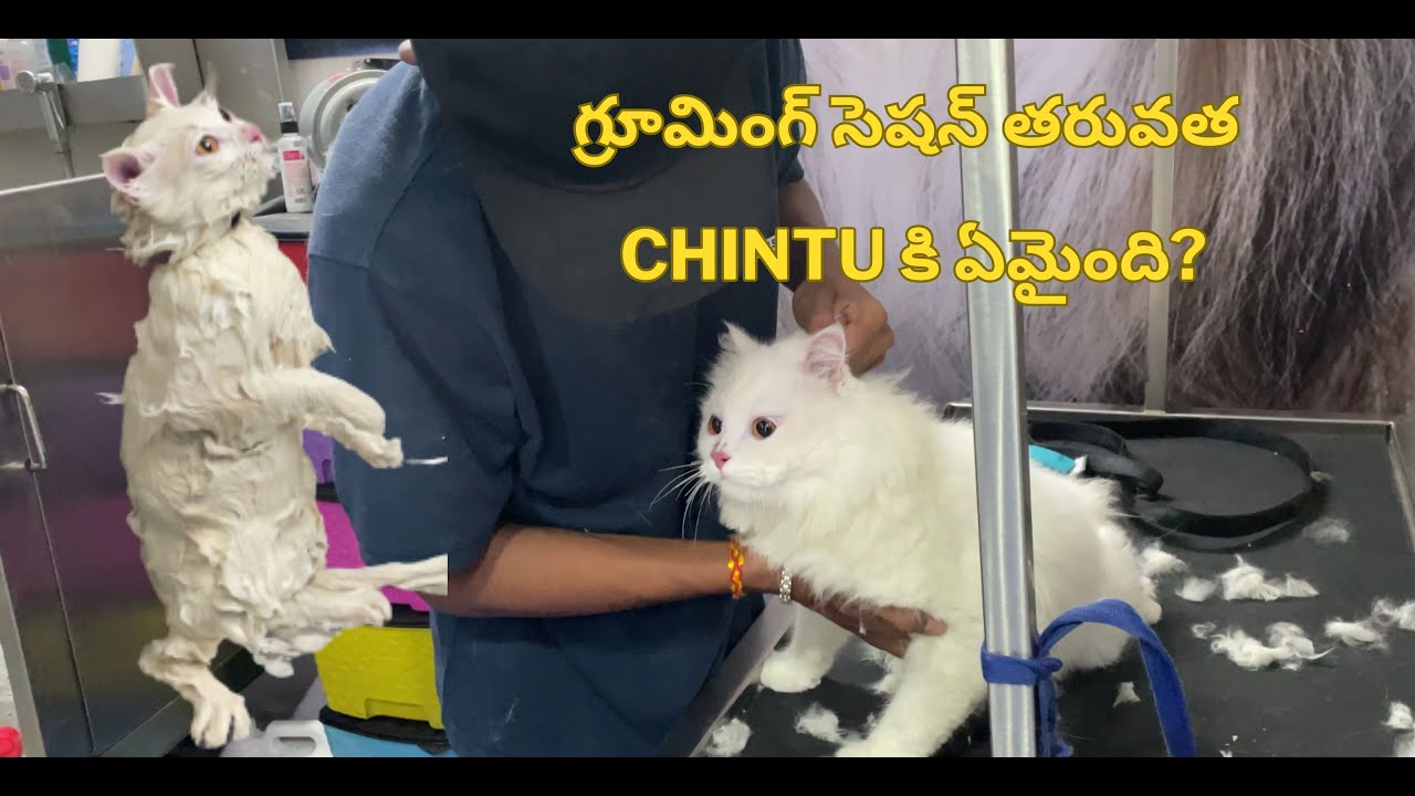 గ్రూమింగ్ సెషన్ తరువత CHINTU కి ఏమైంది? Cat cat grooming at home