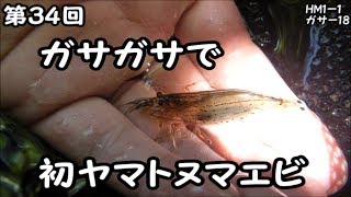 第34回 浜名湖エリアhm1川 ヤマトヌマエビを初捕獲 川でガサガサ Youtube 第34回 浜名湖エリアhm1川 ヤマトヌマエビを初捕獲 川でガサガサ Youtube