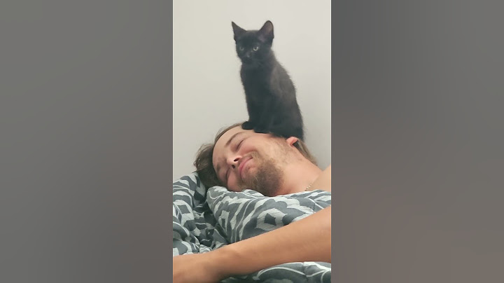 When your cat doesn't want to give you personal space #mycat #funny #pets #animals #foryou