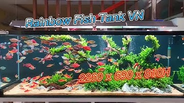 Rainbow Fish Tank VN - Hồ Cá Cầu Vồng Siêu Siêu Đẹp 226 x 69 x 81H