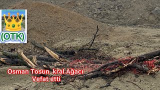 Osman Tosun Kral Ağacı Beton K İstanbul Projesi Ile Kesildi