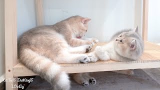 Kitten doing tricks to seek care from their mother cat are adorable