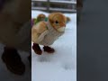 I can’t believe they’re running in little snow outfits 😭🐥