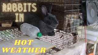 RABBITS IN HOT WEATHER