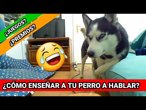 Video: Cómo Enseñarle A Hablar A Tu Perro