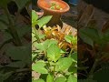Mira Este Video Antes Consumir Orégano 💥