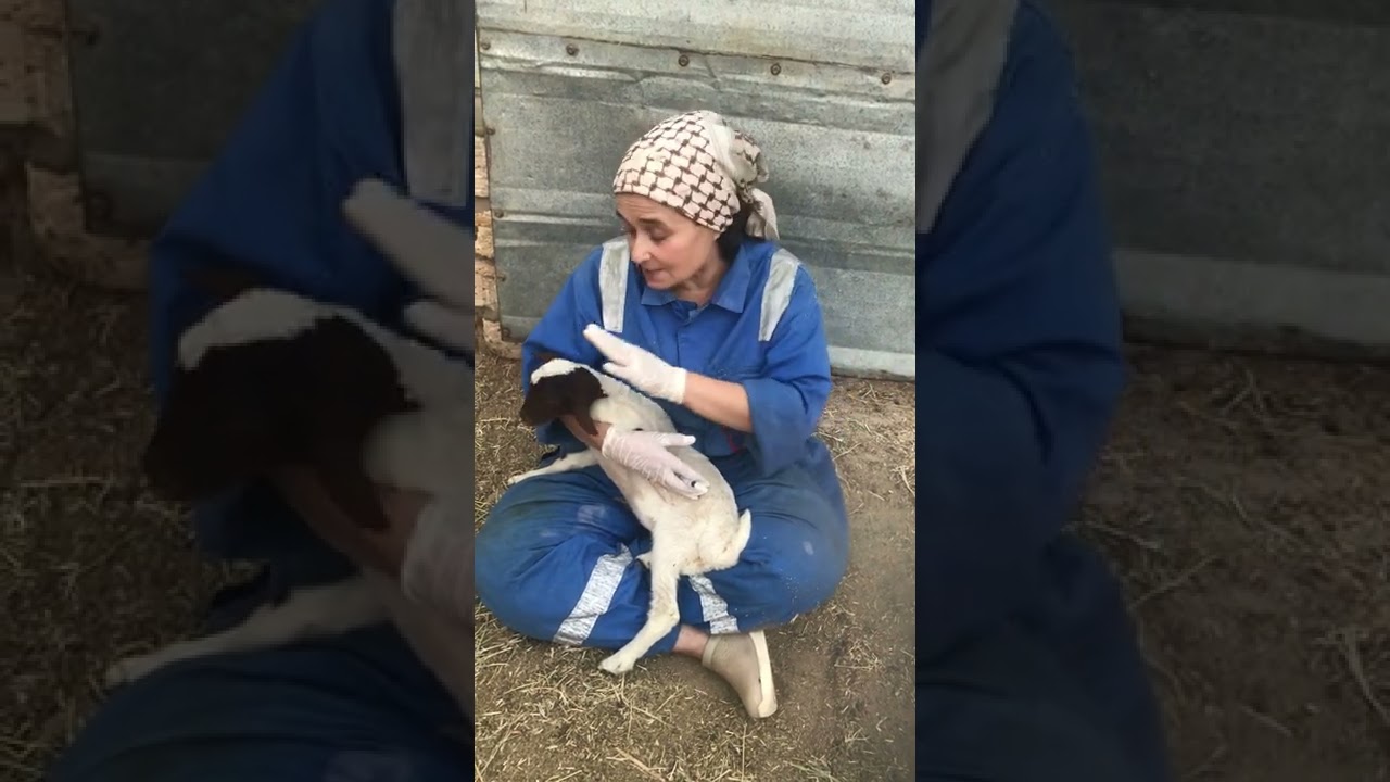 مكافحة البرغوث في مواليد الاغنام و الماعز